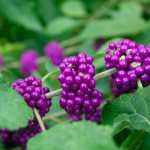 Native Flora