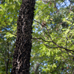 Tree Bark