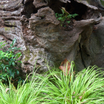 Tree Trunk