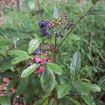 Native Flora