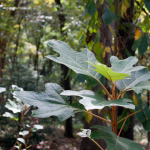 Native Flora