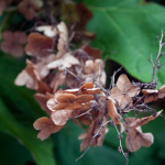 Native Flora