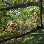 Tree Limbs