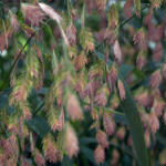 Native Flora