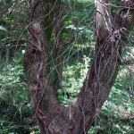 Twisted Roots