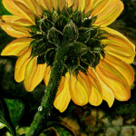 Stem of a Sunflower
