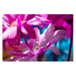 Colored Daisy 6