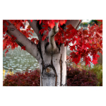 Fall Tree