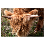 Highland Cow 1