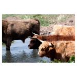 Highland Cow 3