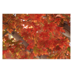 Fall Leaves