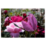 Pink Bud