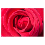 Pink Rose
