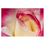 Variegated Rose