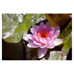 Water Lily