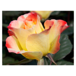 Dew on a Rose