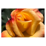 Yellow Rose