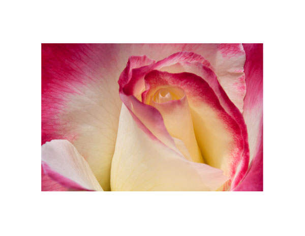 Variegated Rose