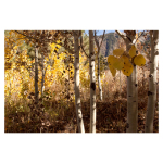 A Spectrum of Colors