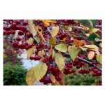 A Spectrum of Colors