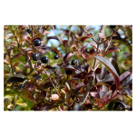 A Spectrum of Colors