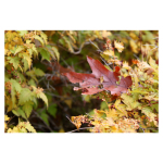 A Spectrum of Colors