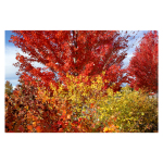 A Spectrum of Colors