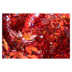 A Spectrum of Colors