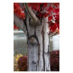 A Spectrum of Colors