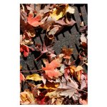 A Spectrum of Colors