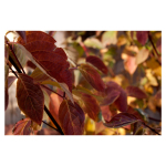 A Spectrum of Colors